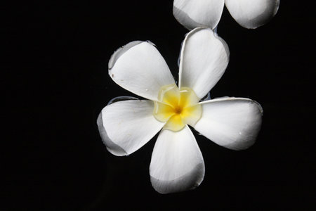 temple flowerの写真素材