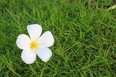 Tropical flowers of Plumeria on green grass backgroundの写真素材