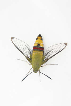  butterfly isolated on white backgroundの写真素材