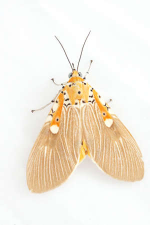 Night butterfly isolated on white backgroundの写真素材