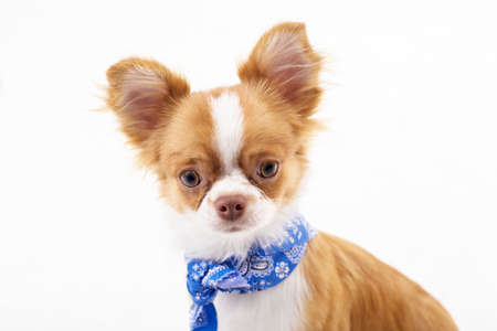 Studio shot of a Chihuahua puppy isolated over white background  の写真素材
