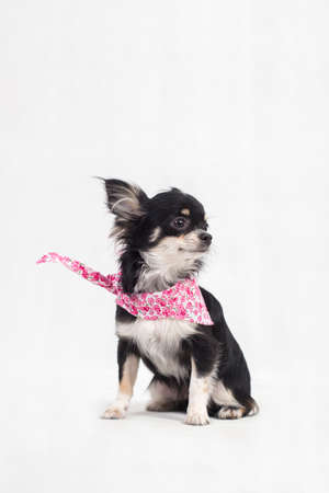 Studio shot of a Chihuahua puppy isolated over white background  の写真素材