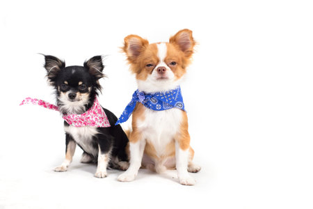 Studio shot of a Chihuahua puppy isolated over white background  