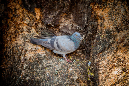 It's pigeon It stands on a tree root.の写真素材