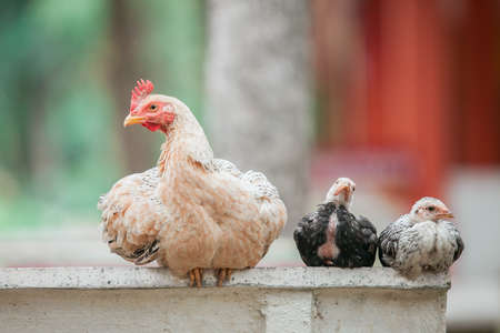 Chicken relaxing in Thailandの写真素材