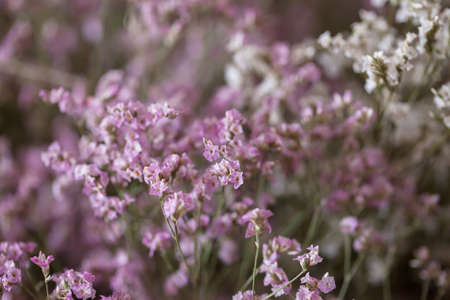 The flower is named statice .の写真素材