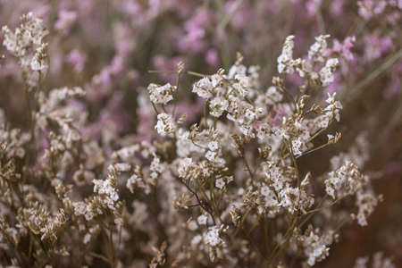 The flower is named statice .の写真素材