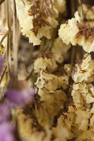 The flower is named statice .の写真素材