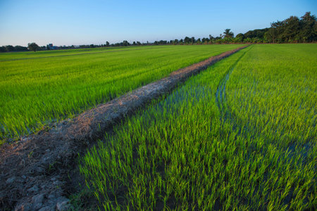 The field with the central ridge.