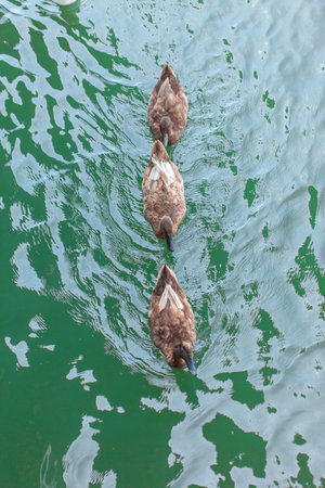 3 brown ducklings per row, it swimの写真素材