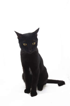 Domestic Cat, Shorthair Cat, Animal, Animal Eye, Felineの写真素材