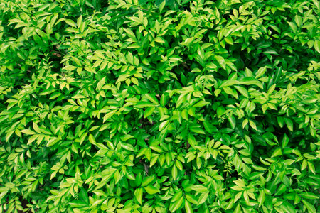 Leaves of the tree Duranta repens