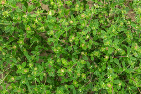 Asthma Weed herb .geen Leaves background.の写真素材