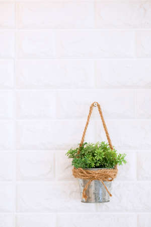 ornamental trees samll in Aluminum bucket with rope  twine bow. On a white background.It is cute and clean.space for text message & font
の写真素材
