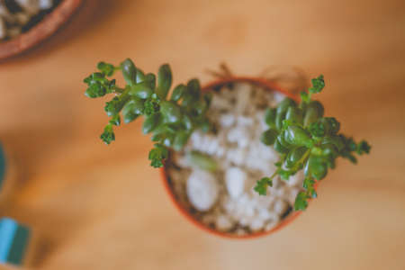 ornamental trees  On the wooden table makes a lovely feeling.selective focus.の写真素材