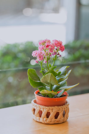 Kalanchoe blossfeldianaâ€flower in Plastic pots.selective focus.