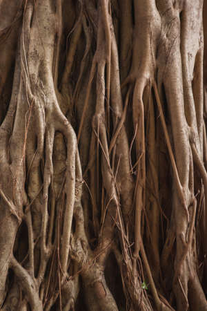 weird and tangled tree roots in rainforest, Vertical.Old bark in Thailand. Banyan.の写真素材
