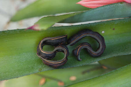 Pods Rain tree.Stay on large and long leaves.Selected focusの写真素材