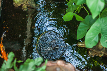 Garden water .Freshwater fish pond and beautiful fish