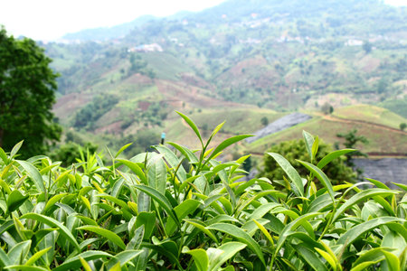 Tea farm northern
