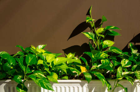 the golden pothos in the white plastic pot at homeの写真素材