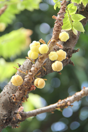 Gooseberry in the garden