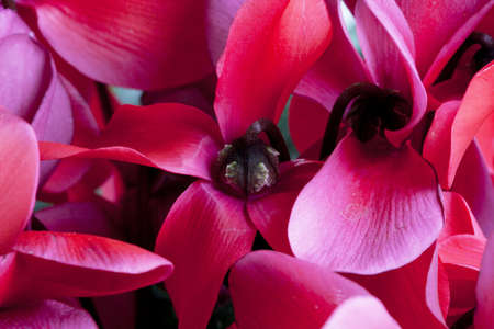 The dark reddish purple cyclamenの写真素材