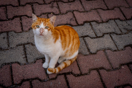 Orange and White Cat Sitting on Brick Pavers, Calm Cute Pet Outdoors