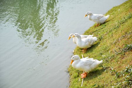 Ducksの写真素材
