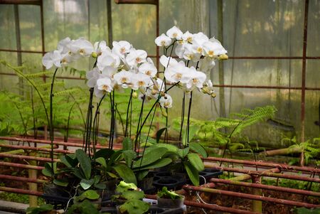 White Orchidsの写真素材