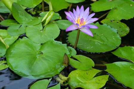 Purple lotus in the pool.の写真素材