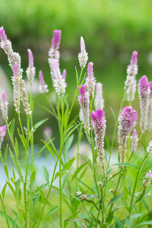 Little purple flowers in the field.の写真素材