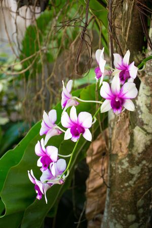 Purple orchids in the gardenの写真素材