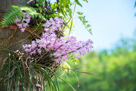 Purple orchids on a tree.の写真素材