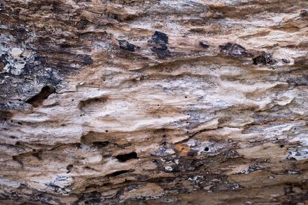 Closeup shot with wood textureの写真素材