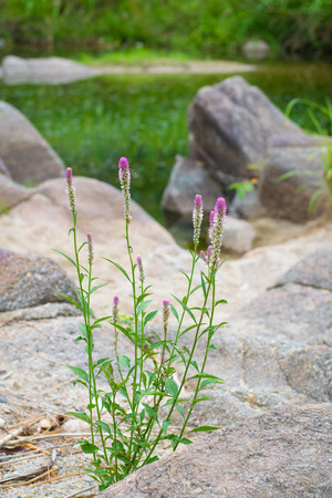 Little purple flowers near the canalの写真素材