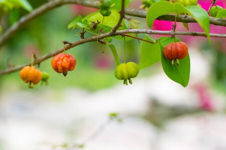 gooseberry tree in the gardenの写真素材