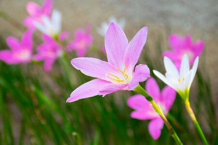 Zephyranthes in the gardenの写真素材