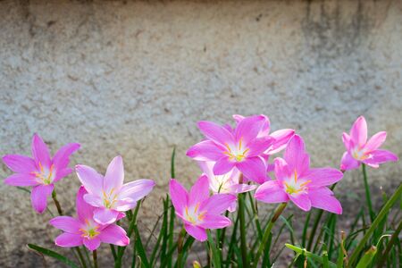 Pink flowers in the garden.の写真素材