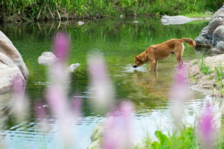 A brown dog drink water  on the coastの写真素材