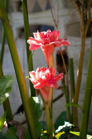 Red Torch Ginger in the garden.の写真素材