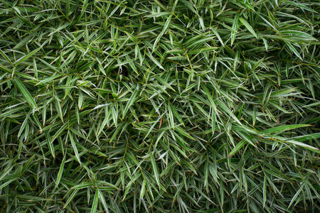 Green bamboo in the garden.の写真素材