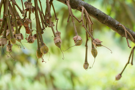 Durian flower in the gardenの写真素材