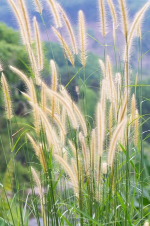 Grass flowers in the field.の写真素材