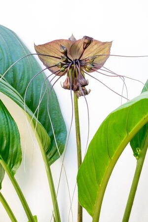 Bat flower on isolated white backgroundの写真素材