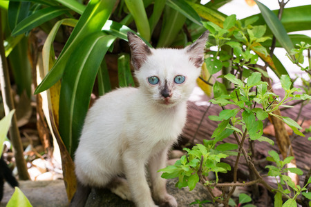 White kitten with blue eyes in the gardenの写真素材