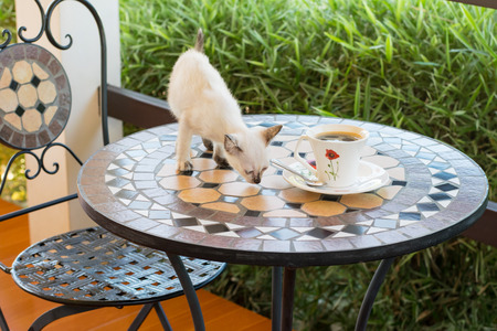 Cat cafe, cute kitten with a cup of coffeeの写真素材