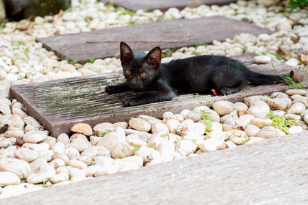 Black kitten in the stone gardenの写真素材