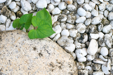 White stones and leaves with water dropsの写真素材