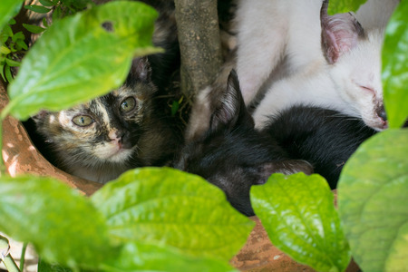 Cat peeking through the undergrowth.の写真素材